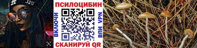Псилоцибиновые грибы GOLDEN TEACHER наркотики нарко площадка клад Куса